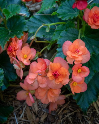 Sunken Gardens_55.jpg