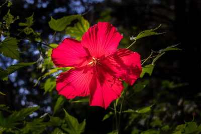Cedar Lake Gardens-13.jpg