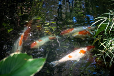 Cedar Lake Gardens-16.jpg