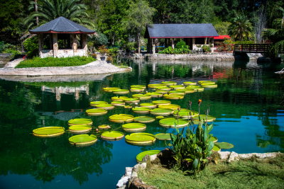 Cedar Lake Gardens-18.jpg