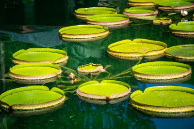 Cedar Lake Gardens-19.jpg