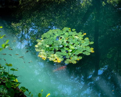 Cedar Lake Gardens-2.jpg