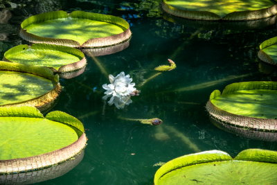 Cedar Lake Gardens-24.jpg