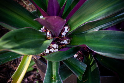 Cedar Lake Gardens-25.jpg