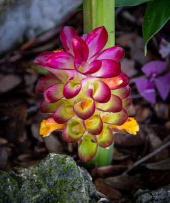 Cedar Lake Gardens-30.jpg