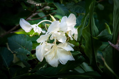 Cedar Lake Gardens-31.jpg