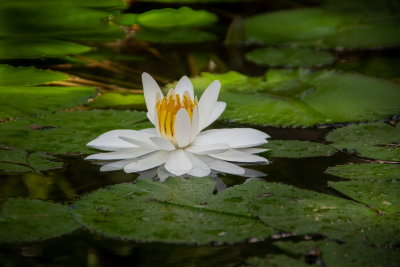 Cedar Lake Gardens-33.jpg