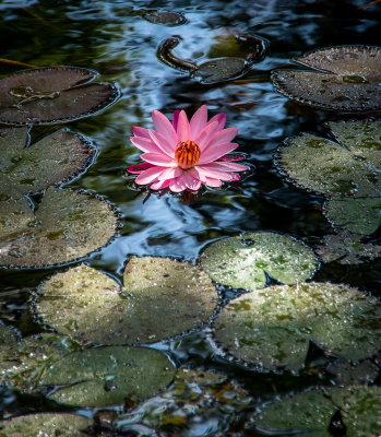 Cedar Lake Gardens-5.jpg