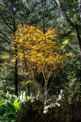 Cedar Lake Gardens-6.jpg