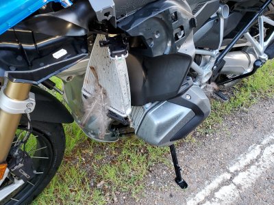 Birdstrike 2019