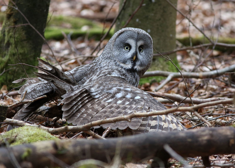 Lappuggla - Great Grey Owl (Strix nebulosa) 