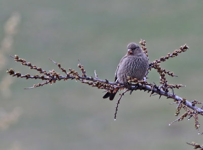 Great Rosefinch (Carpodacus rubicilla)