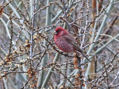 Great Rosefinch (Carpodacus rubicilla)