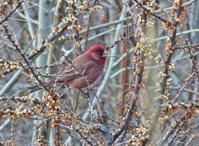 Great Rosefinch (Carpodacus rubicilla)