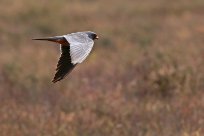Aftonfalk - Red-footed Falcon (Falco vespertinus)