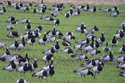 Rödhalsad gås - Red-breasted Goose (Branta ruficollis)