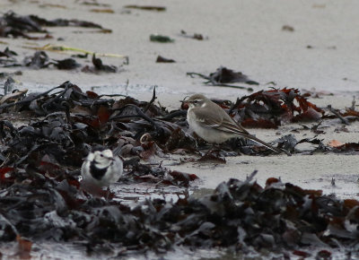 Gulrla - Yellow Wagtail (Motacilla flava)