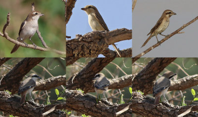 Turkestan Shrike (Lanius phoenicuroides)