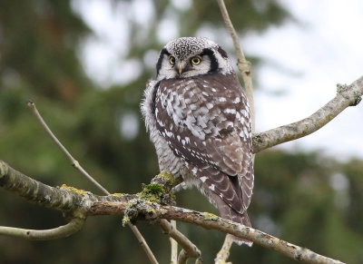 Hökuggla - Northern Hawk Owl (Surnia Ulula)