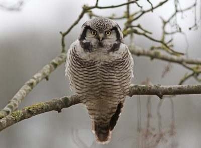 Hökuggla - Northern Hawk Owl (Surnia Ulula)