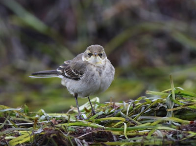 stlig gulrla - Eastern Yellow Wagtail (Motacilla tschutschensis) 