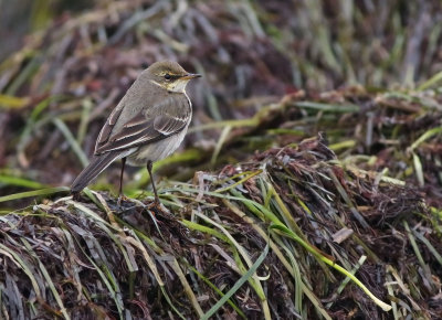 stlig gulrla - Eastern Yellow Wagtail (Motacilla tschutschensis)