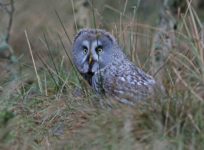 Lappuggla - Great Grey Owl (Strix nebulosa)