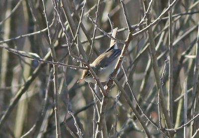 Busksångare - Blyth's Reed-warbler (Acrocephalus dumetorum)