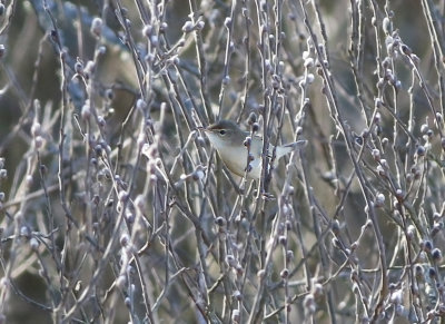 Busksngare - Blyth's Reed-warbler (Acrocephalus dumetorum)