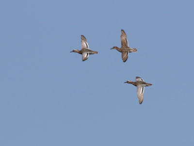 Årta - Garganey (Spatula querquedula)