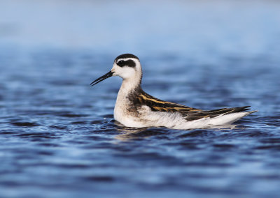 Red-necked Phalarope (Phalaropus lobatus)