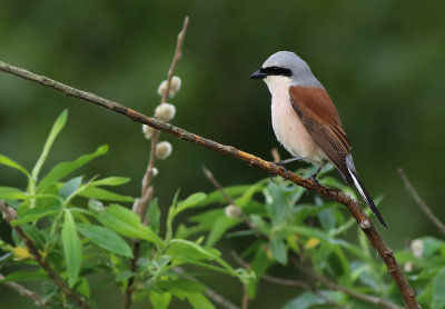 Red-backed Shrike (Lanius collurio)