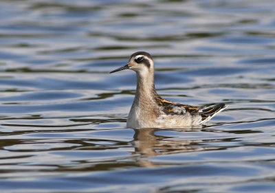 Red-necked Phalarope (Phalaropus lobatus)