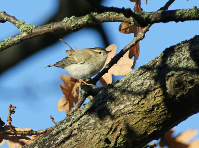 Hume's Warbler (Phylloscopus humei)