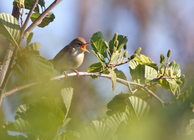 Blyth's Reed Warbler (Acrocephalus dumetorum)