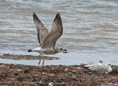 Caspian Gull (Larus cachinnans)