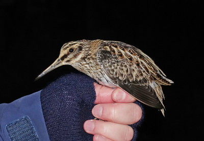 Jack Snipe (Lymnocryptes minimus)