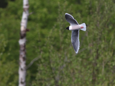 Little Gull (Hydrocoloeus minutus)