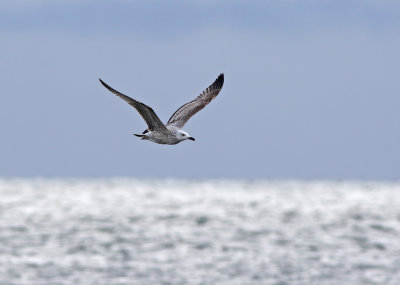 Caspian Gull (Larus cachinnans)