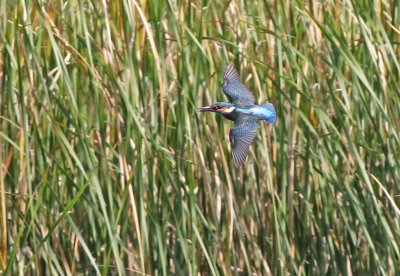 European Kingfisher (Alcedo atthis)