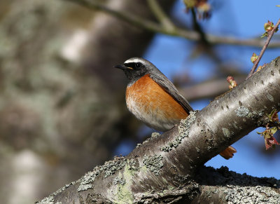 Common Redstart (Phoenicurus phoenicurus)