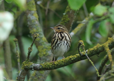 Olive-backed Pipit (Anthus hodgsoni)