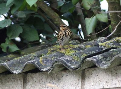 Olive-backed Pipit (Anthus hodgsoni)