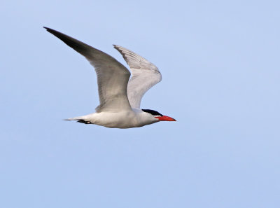 Caspian Tern (Hydroprogne caspia)