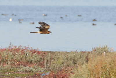 Pallid Harrier (Circus macrourus)