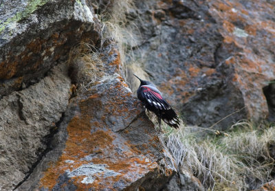 Wallcreeper (Tichodroma muraria)