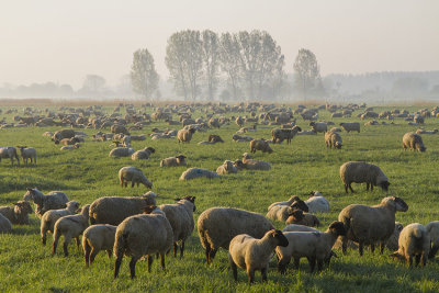Moutons du matin
