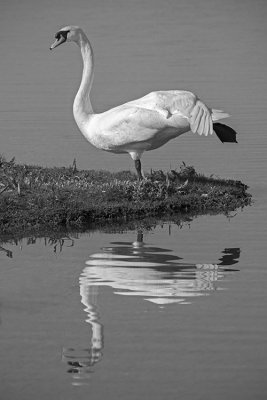 Cygne de La Basse