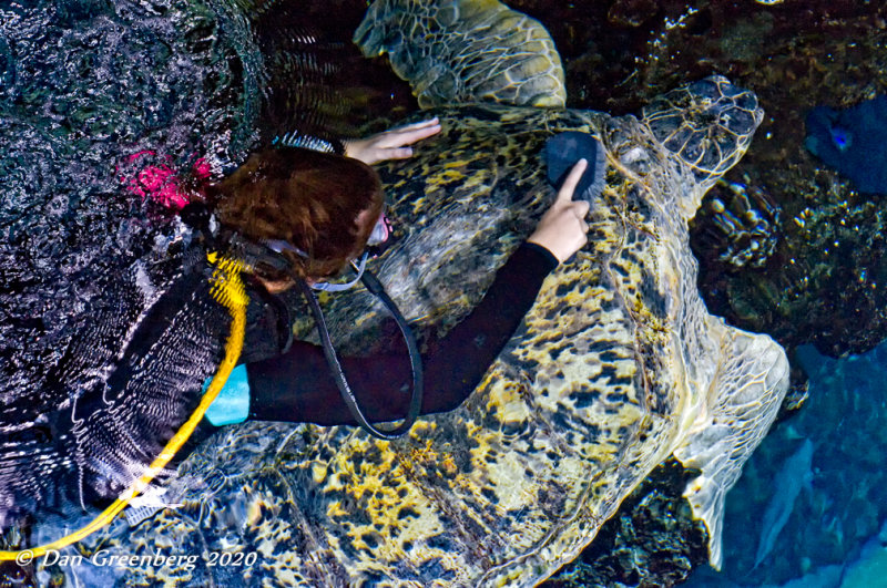 Cleaning a moving turtle - New England Aquarium