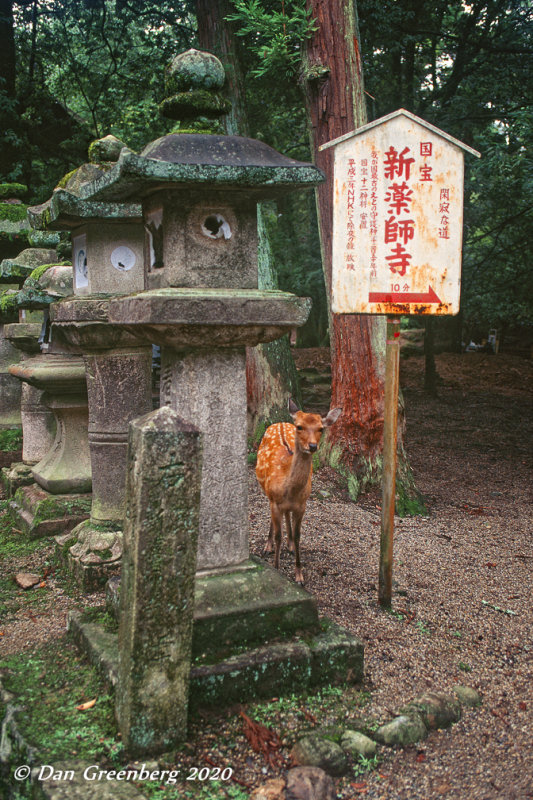 Deer and Stone Lanterns